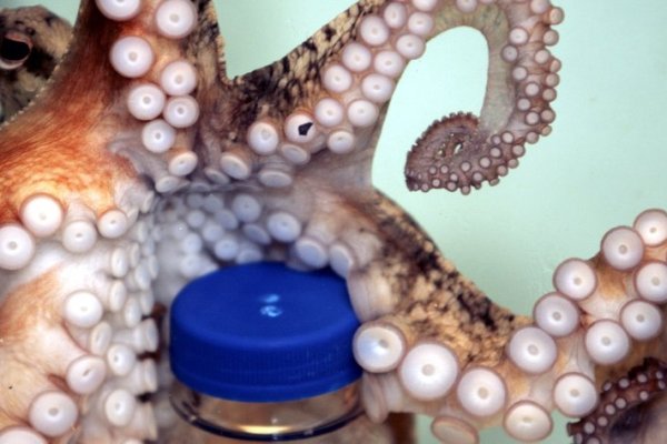 Kraken 4 ссылка