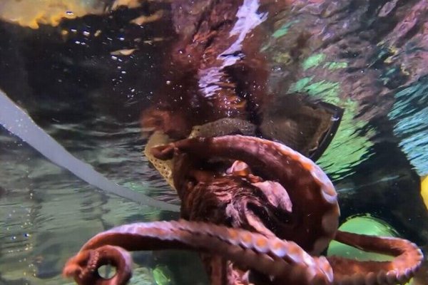 Kraken 26 at